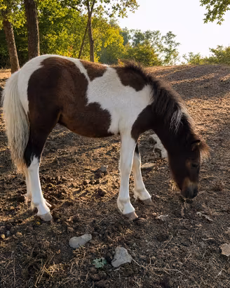 Puledro Pony Shetland