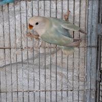 Due femmine inseparabili