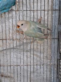 Due femmine inseparabili