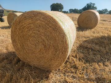 Paglia