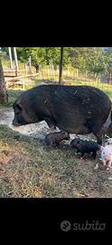 Mini pig juliana