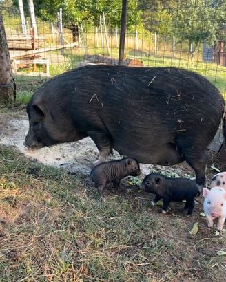 Mini pig juliana
