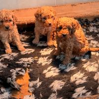 Barboncino cuccioli toy e nani rossi red