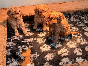 Barboncino cuccioli toy e nani rossi red