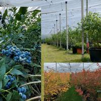 Piante mirtillo gigante varietà Bluecrop