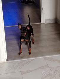 Maschio Pinscher Toy per monta