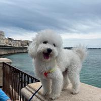 Barboncino toy disponibile per monta