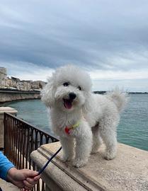 Barboncino toy disponibile per monta