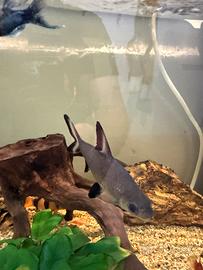 Pesci Bala shark