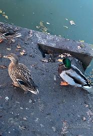 Coppia Germano reale