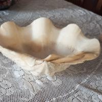 grande conchiglia vera