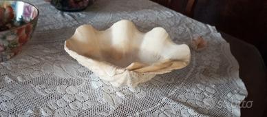 grande conchiglia vera