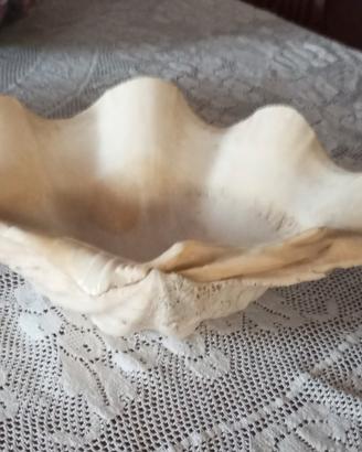 grande conchiglia vera