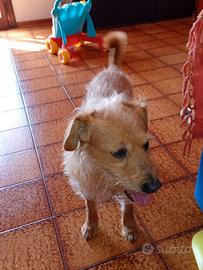 Metticcio