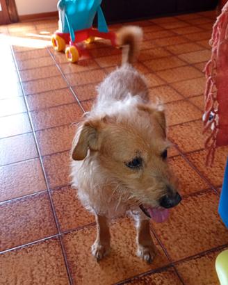 Metticcio