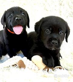 Labrador con pedegree