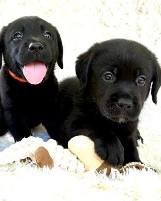 Labrador con pedegree