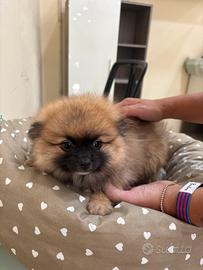 Spitz orsetto
