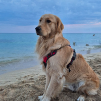 Golden retriever per monta