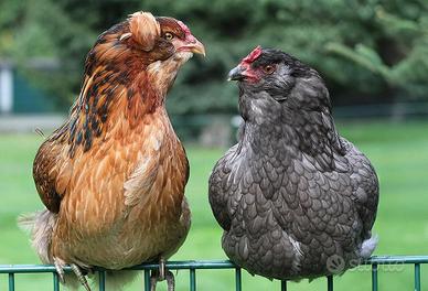 Gallina araucana
