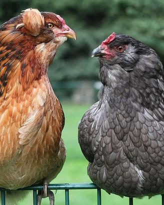 Gallina araucana