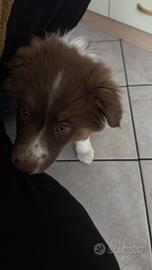 Cucciola pastore australiano