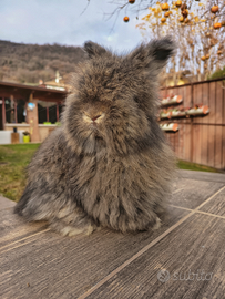 Conigli angora inglese linea indonesiana