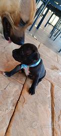Cuccioli Staffordshire bull terrier (staffy)