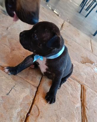 Cuccioli Staffordshire bull terrier (staffy)