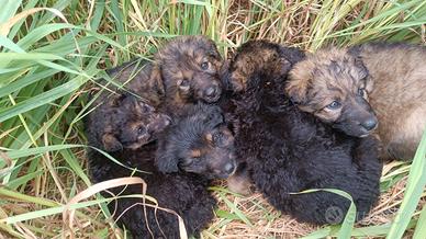 5 Cuccioli Pastore tedesco di 3 mesi Vaccinati