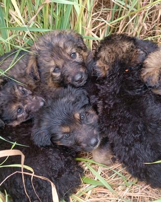 5 Cuccioli Pastore tedesco di 3 mesi Vaccinati