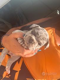 Bulldog francese merle