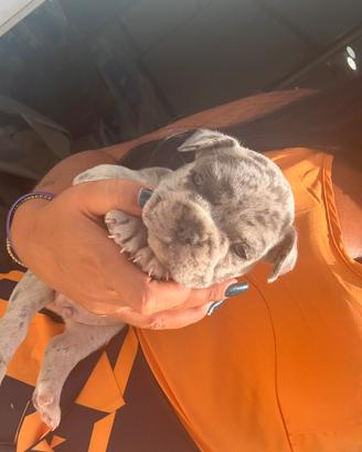 Bulldog francese merle