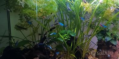 Guppy