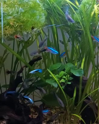Guppy
