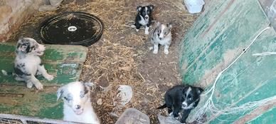 Cuccioli Bordie collie