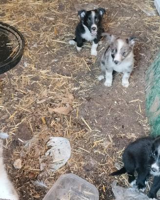 Cuccioli Bordie collie