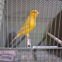 Canarini gialli/jaspe