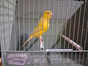 Canarini gialli/jaspe