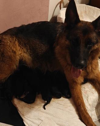 Cuccioli pastore tedesco con pedigree