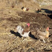 Galli olive egger e marans