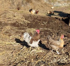 Galli olive egger e marans