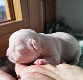 CHIHUAHUA