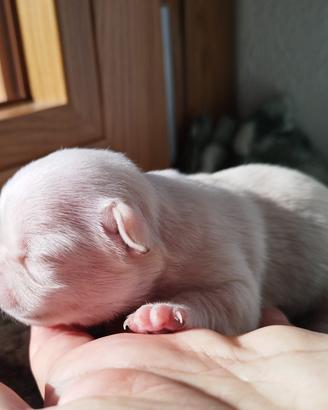CHIHUAHUA