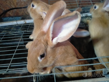 Conigli