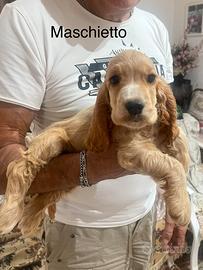 Cocker spaniel inglese