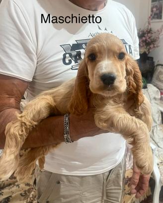 Cocker spaniel inglese