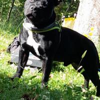Staffordshire bull terrier