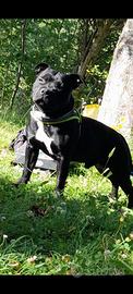 Staffordshire bull terrier