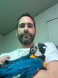 Ararauna ed altri pappagalli